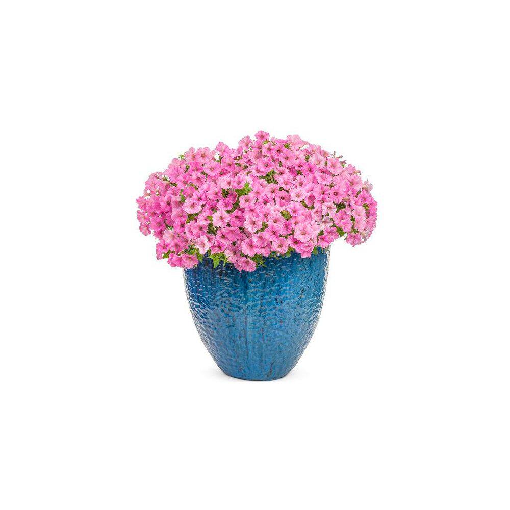 2 qt. Petunia Supertunia Vista Bubblegum Pink Annual Plant (3-Pack) - Hercitys