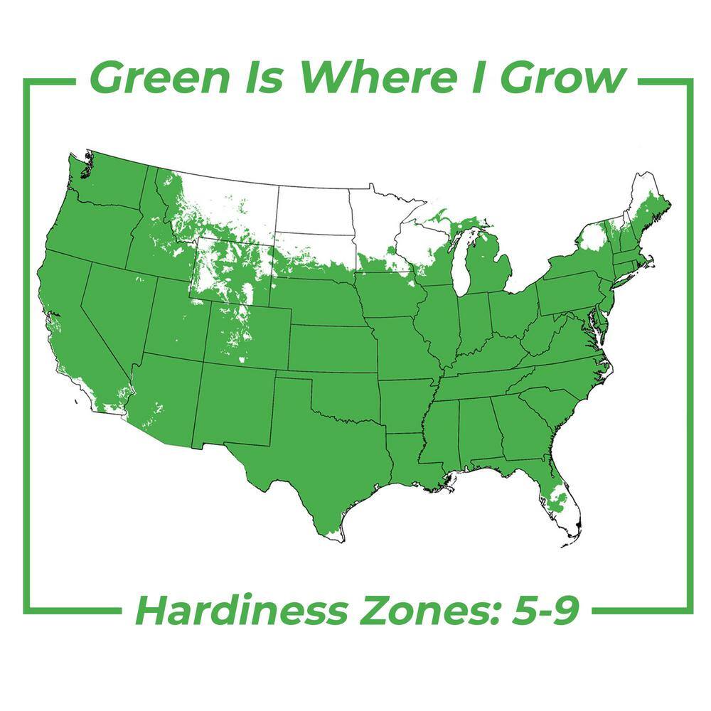 1 Gal. White Profusion Butterfly Bush in Grower’s Pot - Hercitys