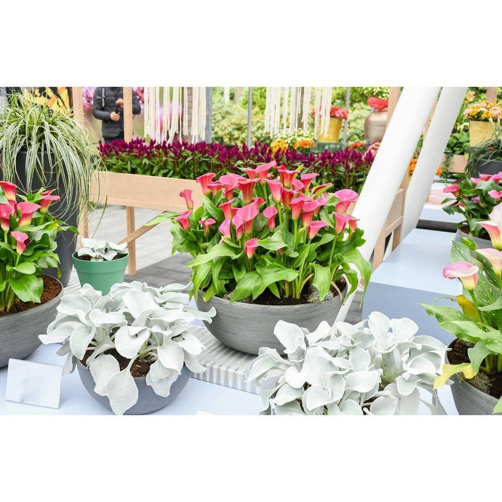 2.5 qt. Perennial Calla Lily Pink - Hercitys