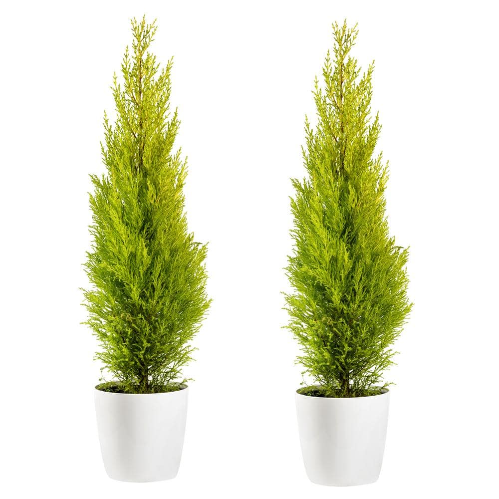 1-Gal. Lemon Cypress Tree with Citrusy Aroma and Golden Evergreen Foliage (2-Pack) - Hercitys