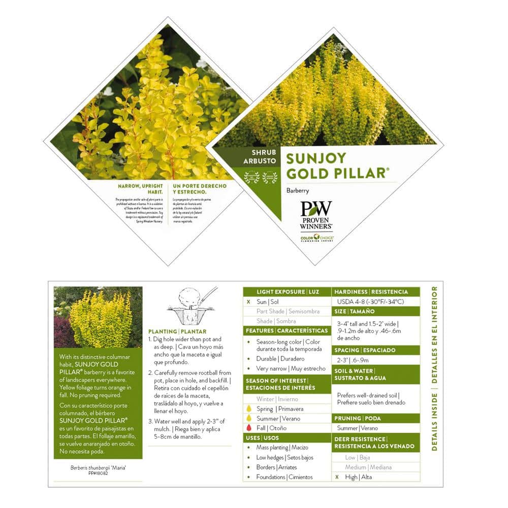 2 Gal. Sunjoy Gold Pillar Barberry Shrub with Vivid Gold Foliage - Hercitys