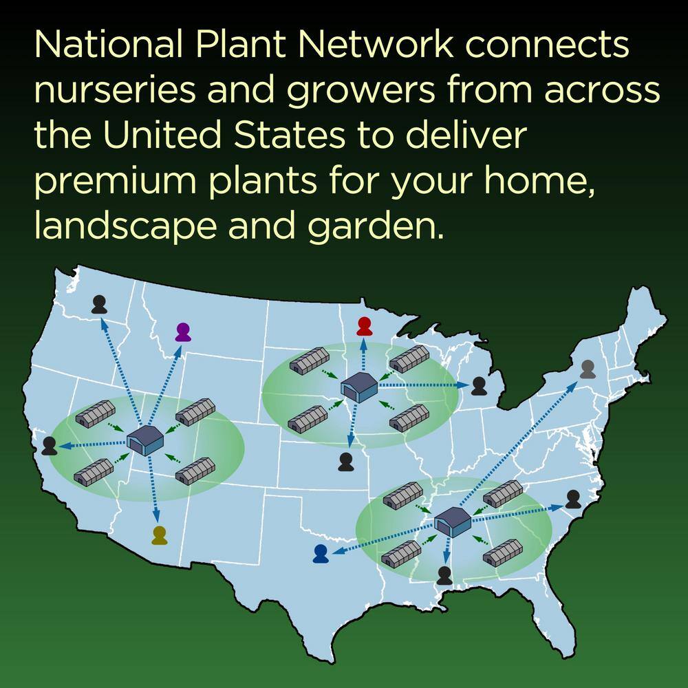 4 in. Rosemary Herb Plant with Lavender Blooms (3-Pack) - Hercitys