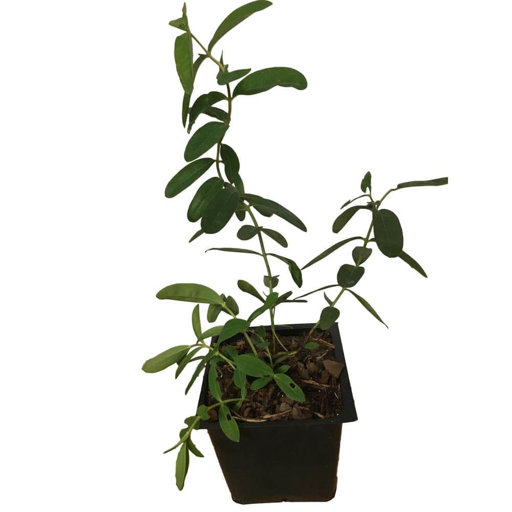 4 in. Pot Creeping St. Johns Wart Plant - Hercitys
