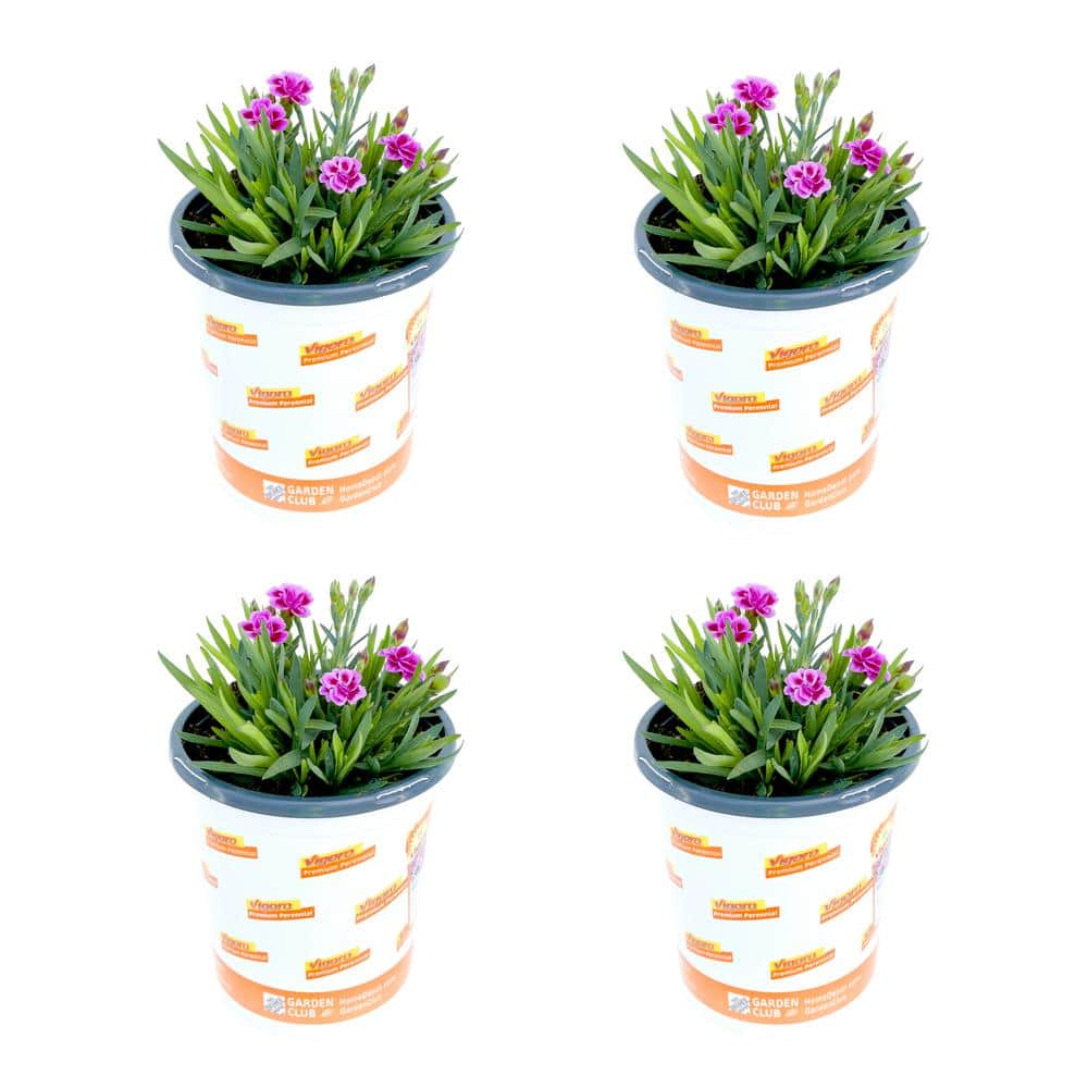 1 Qt. Dianthus Pink Kisses Carnation Perennial Plant (4-Pack) - Hercitys