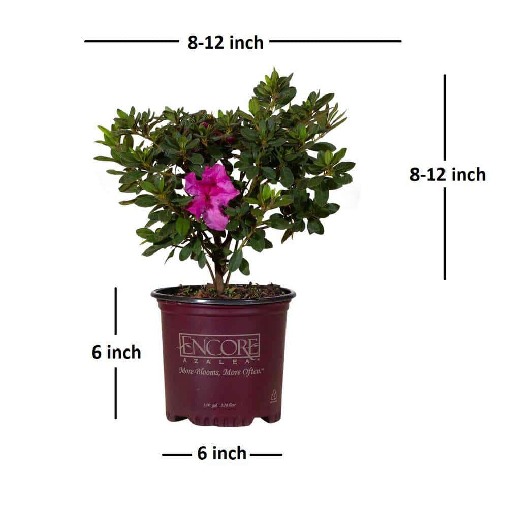 1 Gal. Autumn Royalty Reblooming Azalea Shrub with Purple Flowers - Hercitys