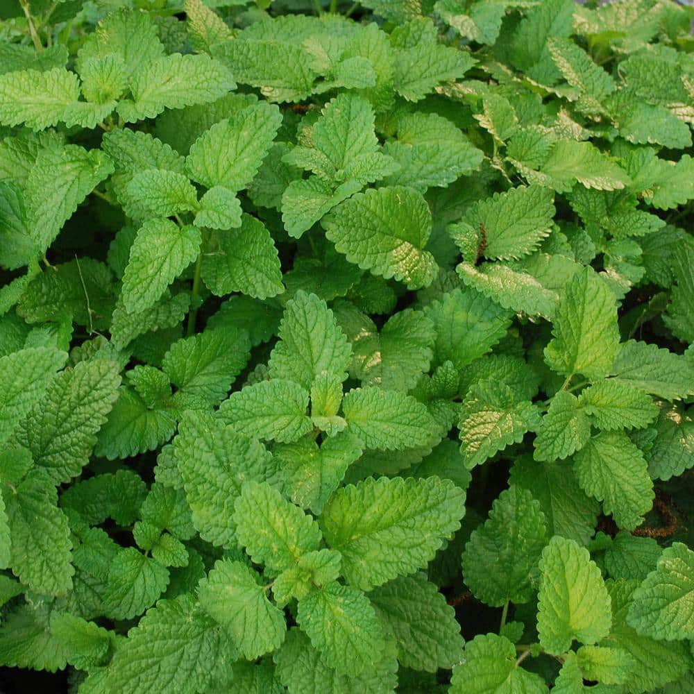 19 oz. Lemon Balm Herb Plant (2-Pack) - Hercitys