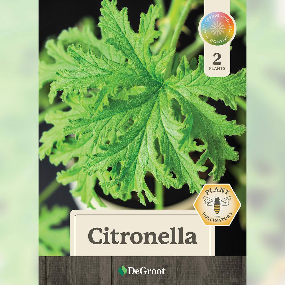 2 in. Pot Citronella Live Plant (2-Packet), Green Foliage - Hercitys