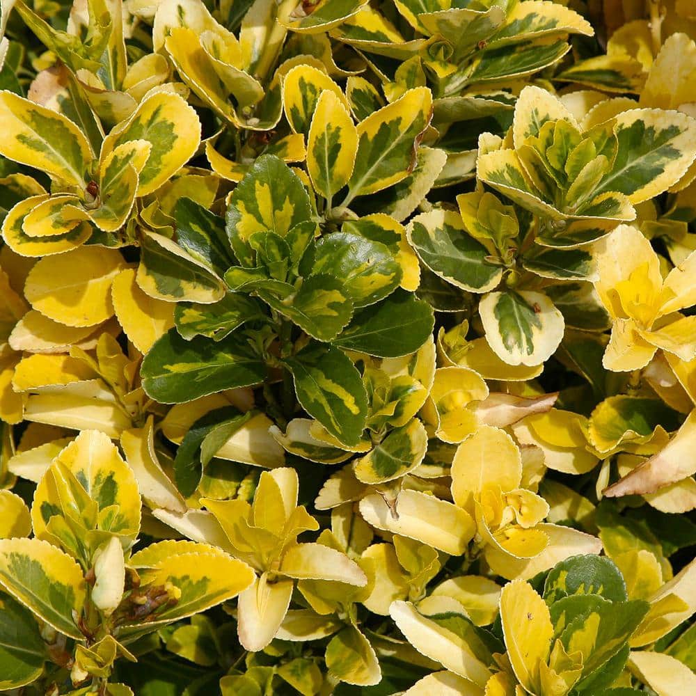 2.5 qt. Golden Euonymus (Euonymus J. ‘Aureo-marginatus’) Evergreen Shrub with Yellow-Green Variegated Foliage (1-Each) - Hercitys
