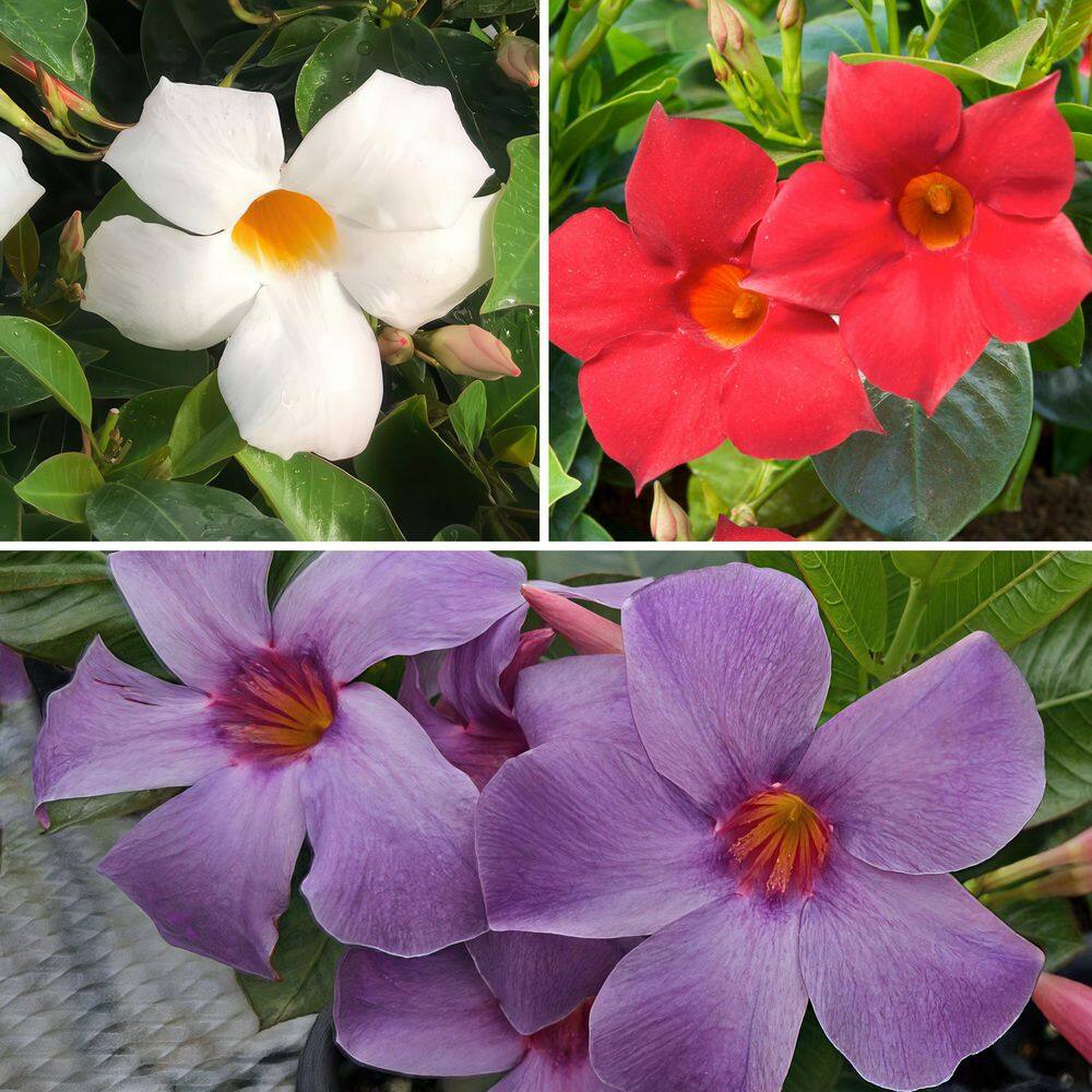 1 gal. Mandevilla All American Red-White-Blue Plant - Hercitys