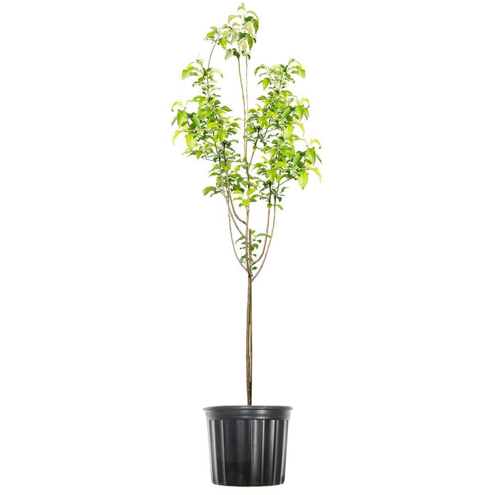 4 ft. to 5 ft. Tall Granny Smith Apple Tree, Delicious Large Tart Green Fruit - Hercitys