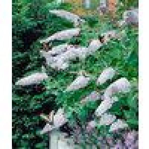 2.5 qt. Buddleia White Profusion Flowering Shrub with White Flowers - Hercitys