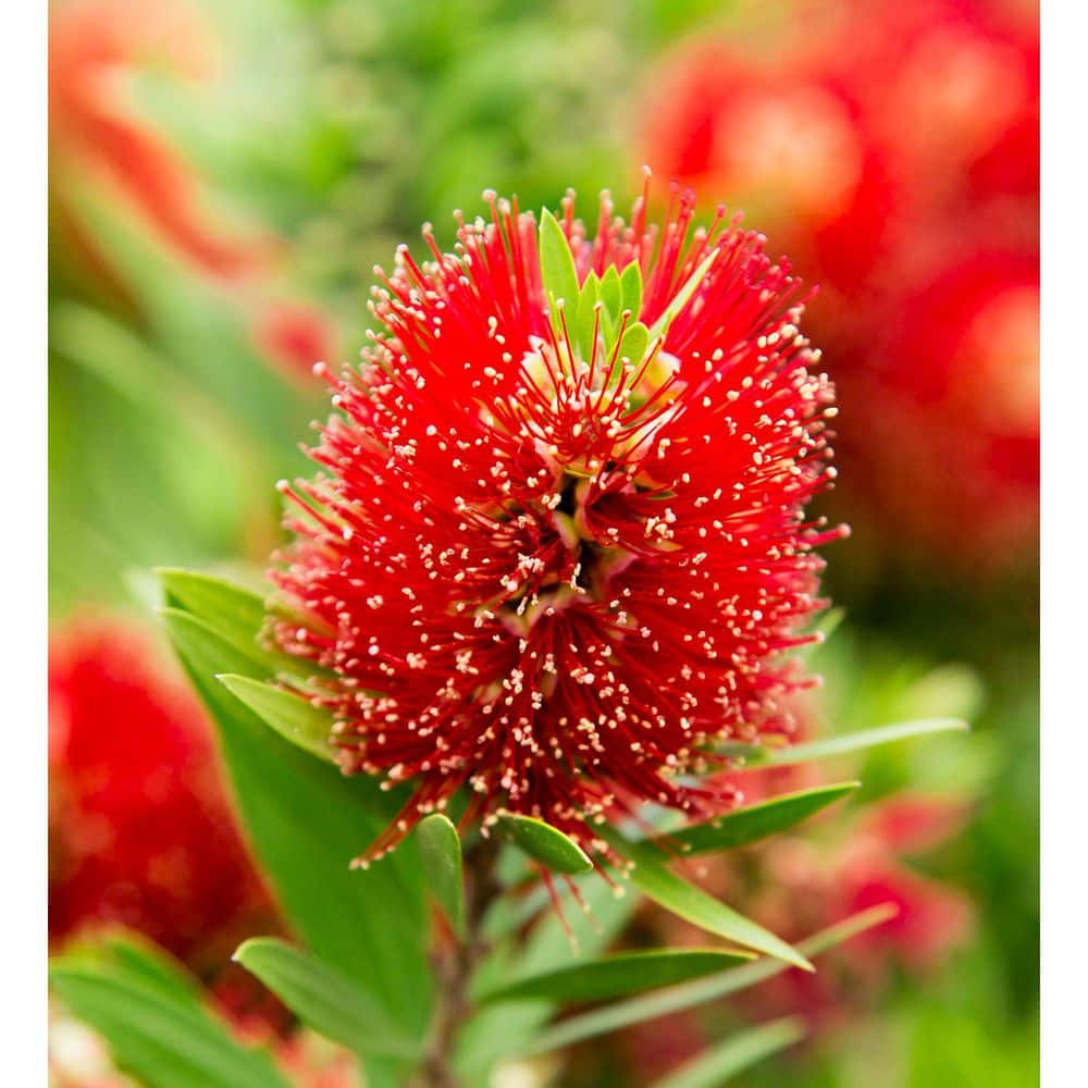 2 Gal. Light Show Bottlebrush Dwarf Plant with Red Flowers - Hercitys
