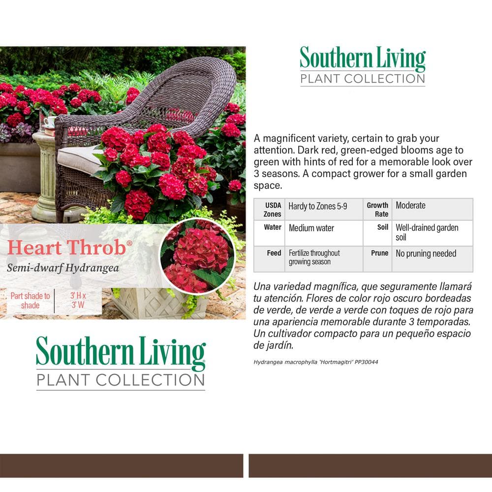 2 Gal. Heart Throb Hydrangea with Cherry Red Flowers - Hercitys