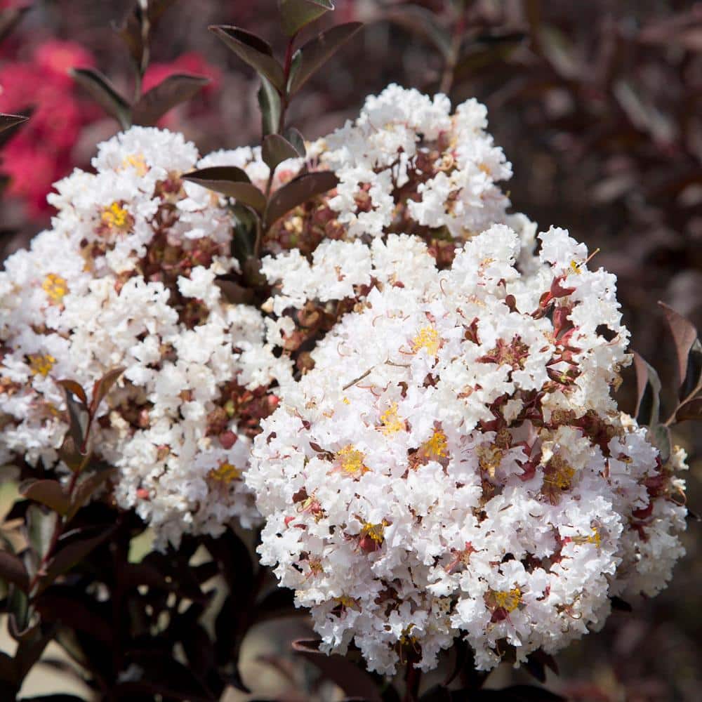 2 Gal. Delta Moonlight Crape Myrtle, Live Deciduous Shrub/Tree, Burgundy Foliage , White Blooming - Hercitys
