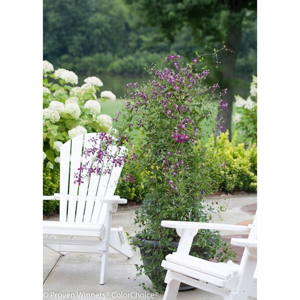 4.5 in. Qt. Sweet Summer Love (Clematis) Live Shrub, Red-Purple Flowers - Hercitys