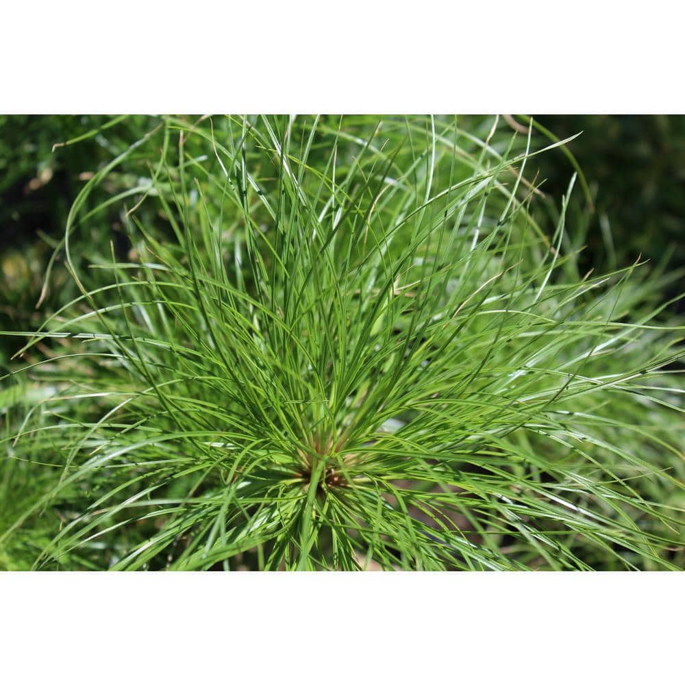 4.5 in. Qt. Graceful Grasses Prince Tut Dwarf Egyptian Papyrus (Cyperus) Live Plant, Bright Green Foliage - Hercitys