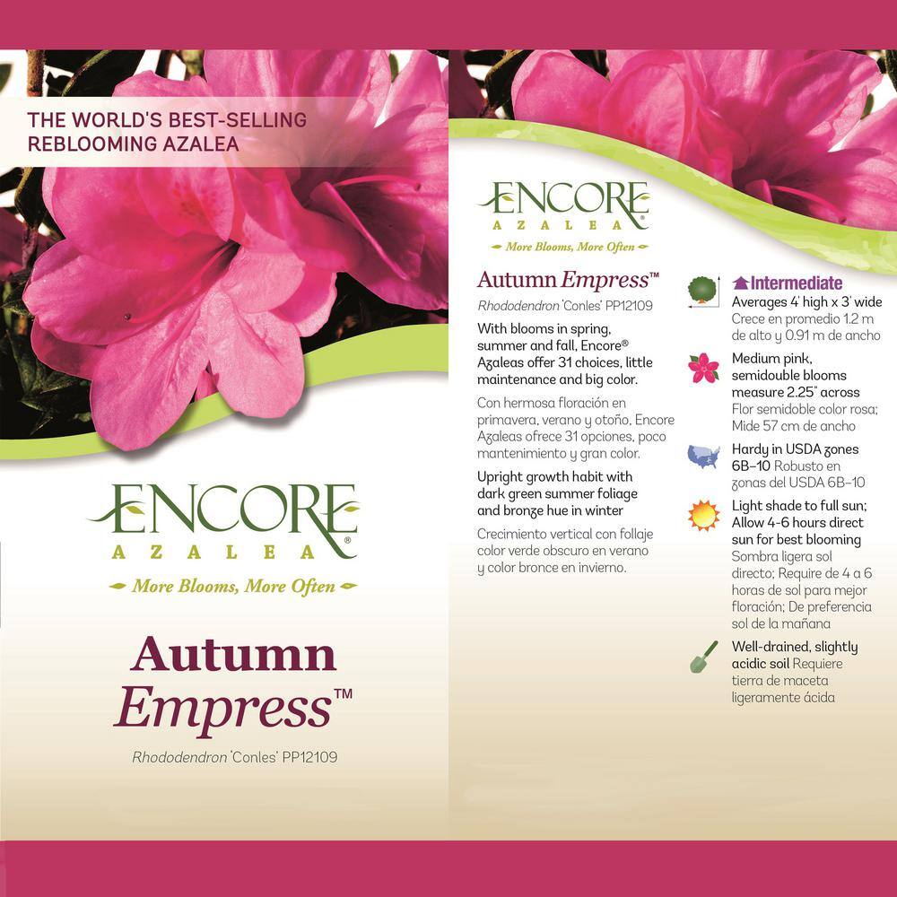 1 Gal. Autumn Empress Azalea Shrub with Semi-Double Pink Flowers - Hercitys