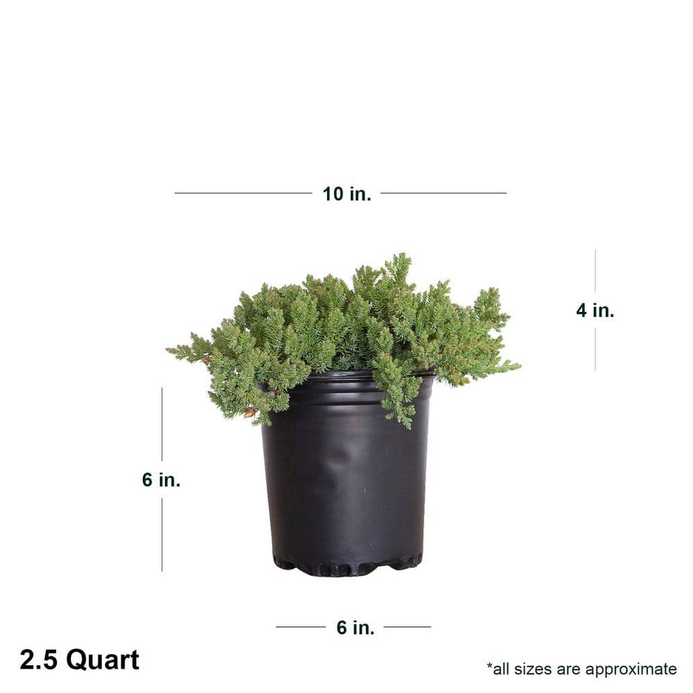 2.5 Qt. Juniper Procumbens Nana Evergreen Groundcover Shrub - Hercitys