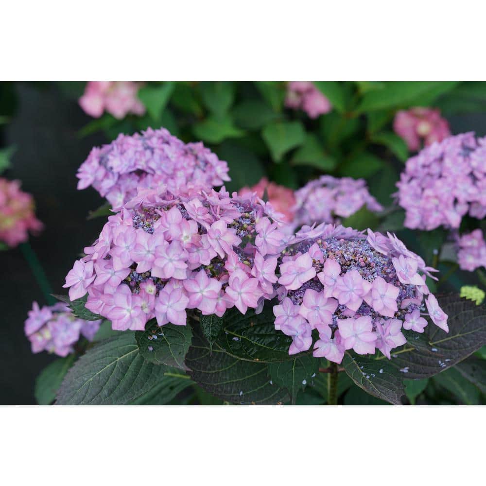 4.5 in. Qt. Let’s Dance Can Do Reblooming Hydrangea (Hydrangea Serrata) Live Plant, Purple Flowers - Hercitys