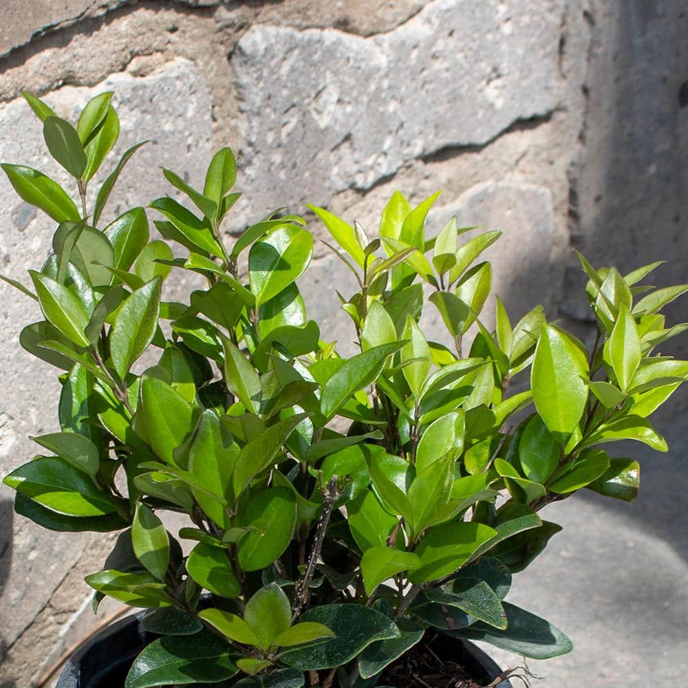 1 Gal. Ligustrum Japonicum Texanum Shrub Plant - Hercitys