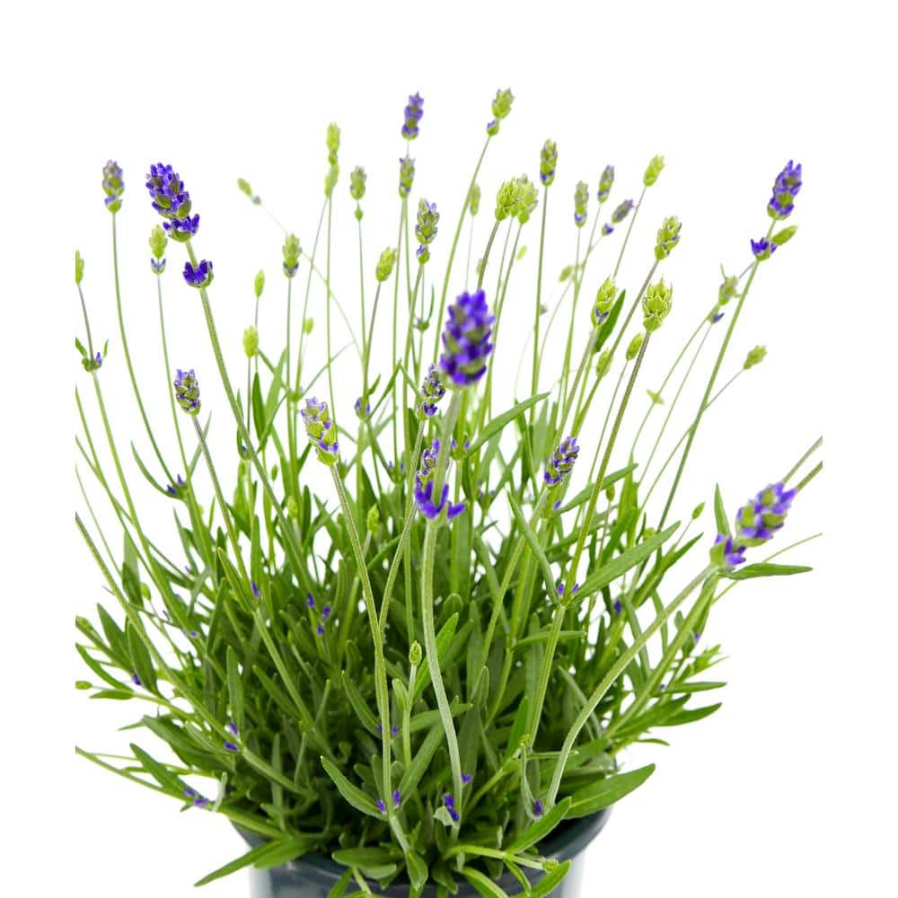 2.5 qt. Perennial Lavender angustifolia English Blue (4-Pack) - Hercitys