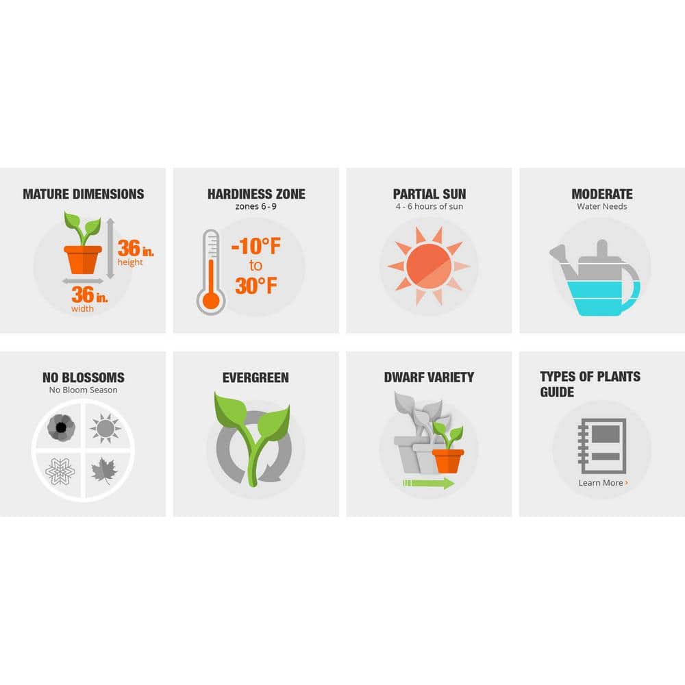 2.5 Qt. Lemon Lime Nandina, Live Evergreen Shrub, Lime Green New Foliage - Hercitys