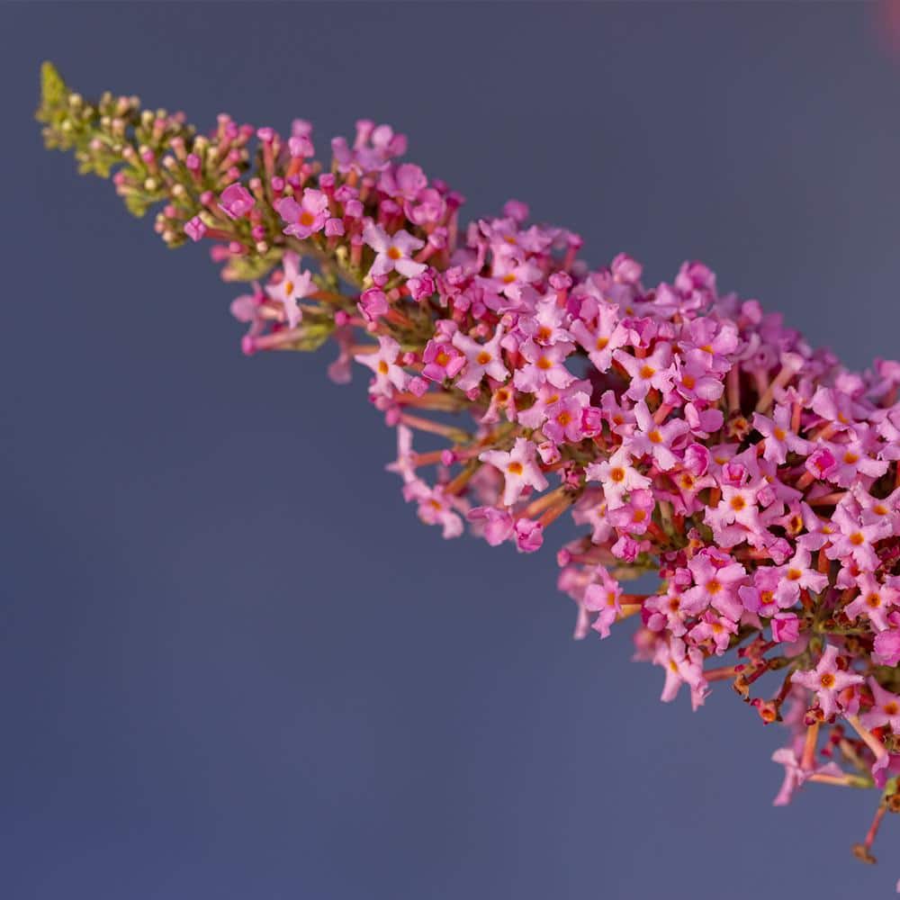 2 gal. Trippy Pink Buddleia Shrub with Hot Pink Blooms - Hercitys