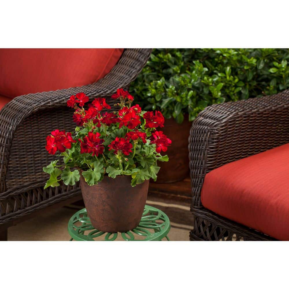 2 Gal. Dark Red Dark Leaf Calliope Medium Geranium Plant - Hercitys