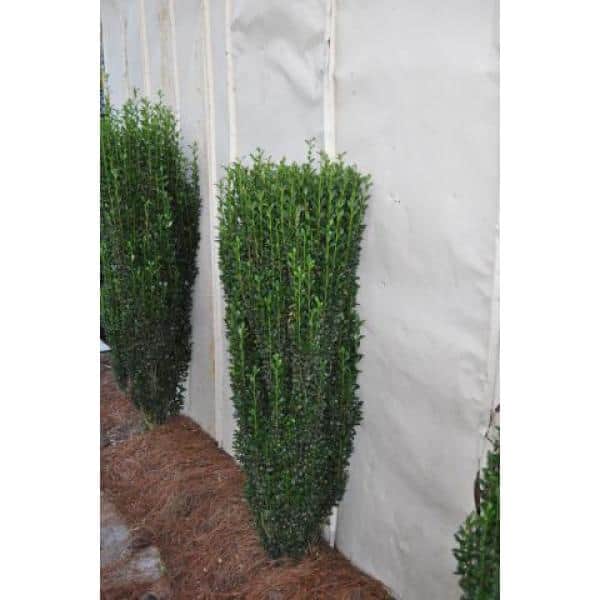 1 Gal. Sky Pencil Japanese Holly Shrub Columnar Evergreen Especially Elegant in Containers and as Hedges - Hercitys