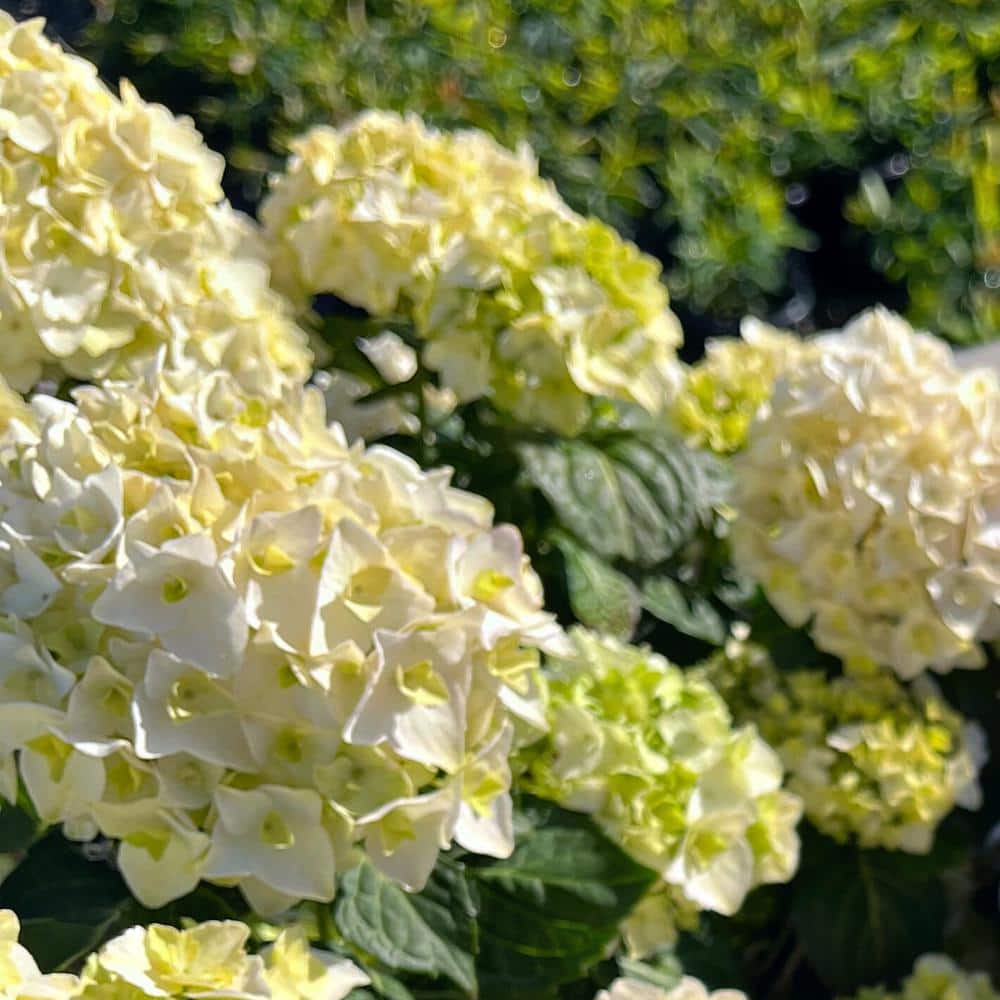 3 Gal. Blushing Bride Reblooming Hydrangea Flowering Shrub, White to Blush Pink Flowers - Hercitys