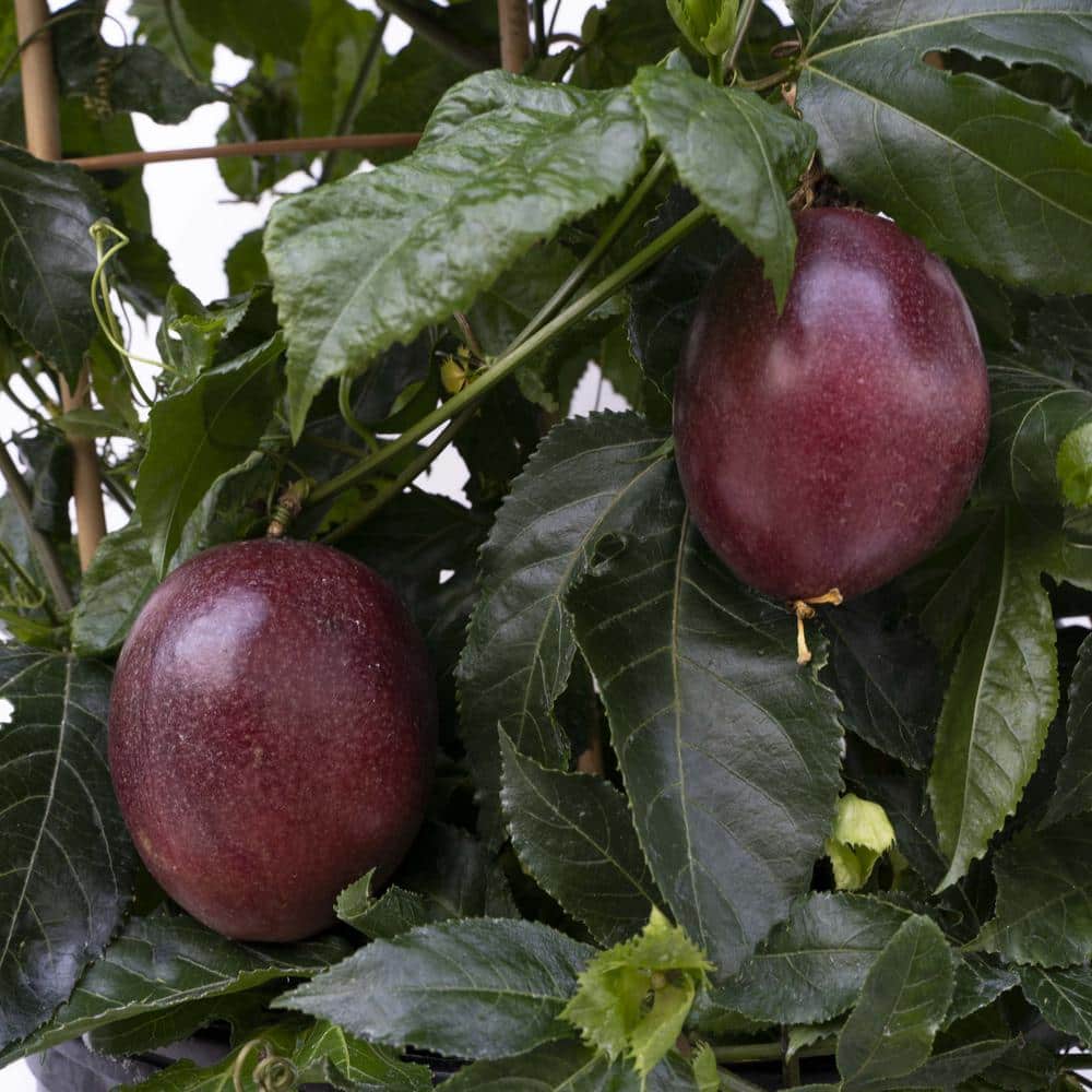 4 in. Passion Fruit Poppin’ Passion Annual Plant with White-Purple Flowers (3-Pack) - Hercitys