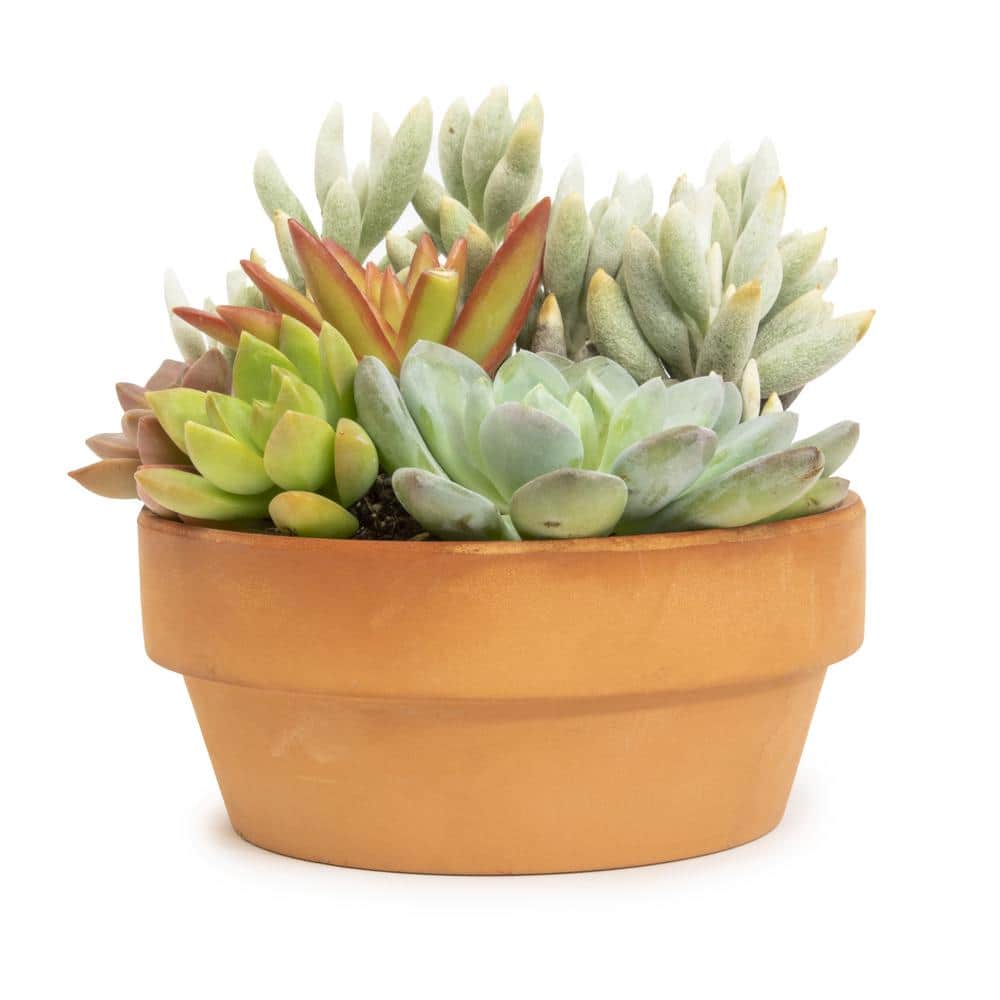 5 in. Succulent Garden in Deep Dish Terra Cotta Clay Planter - Hercitys