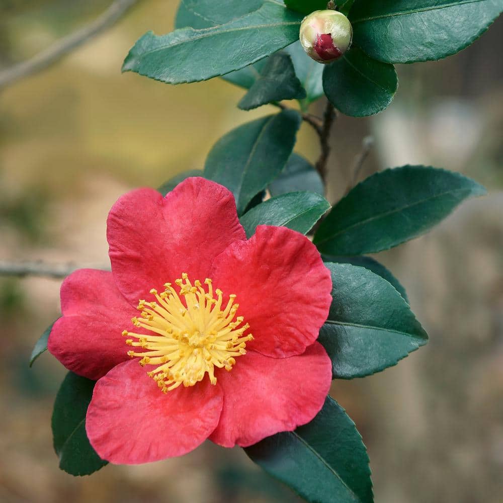 3 gal. Camellia Yuletide Shrub with Red Flowers - Hercitys