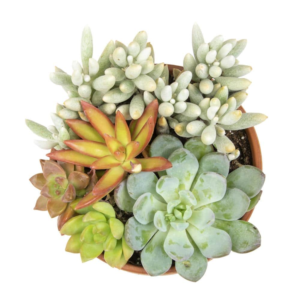 5 in. Succulent Garden in Deep Dish Terra Cotta Clay Planter - Hercitys