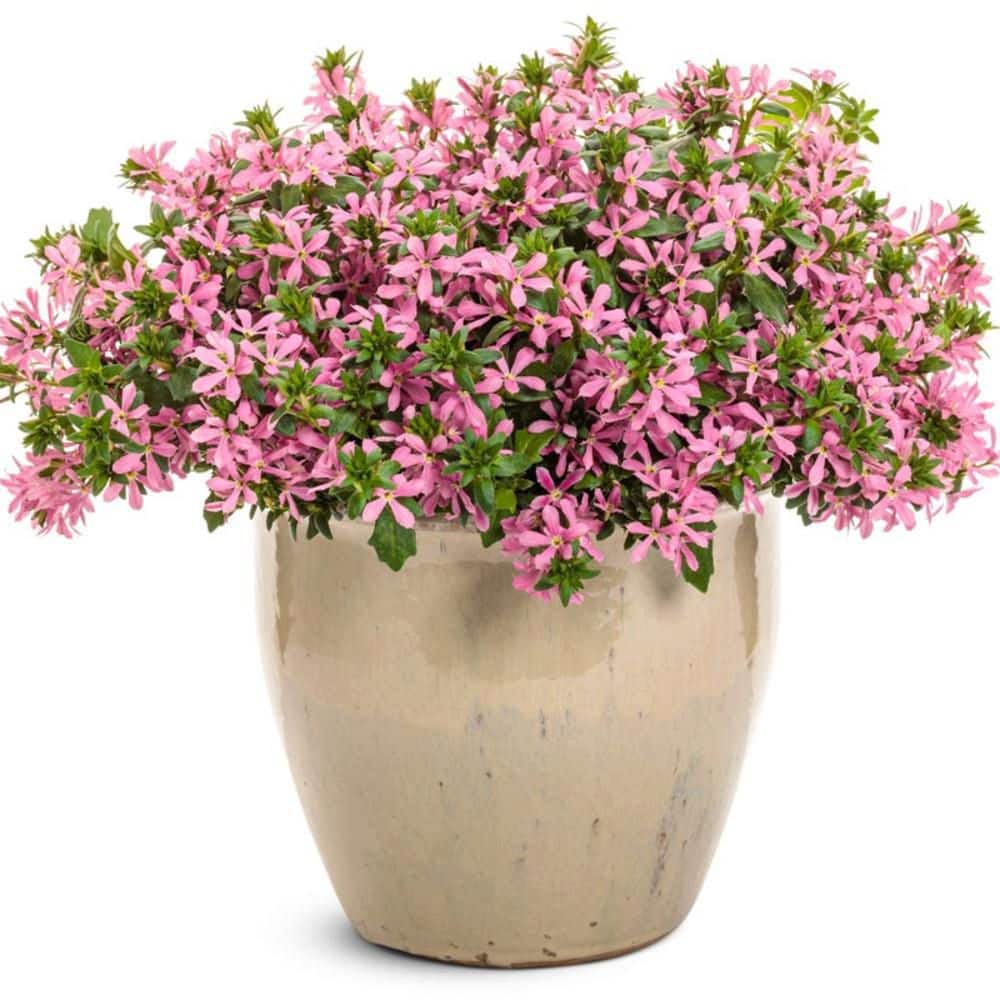 4.25 in. Eco+ Grande Stardiva Pink Fan Flower (Scaevola Aemula) Live Annual Plant with Pink Flowers 4-Pack - Hercitys