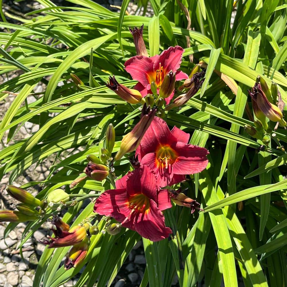 #1 Container Daylily Cranberry Baby Red Perennial Plants (4-Pack) - Hercitys