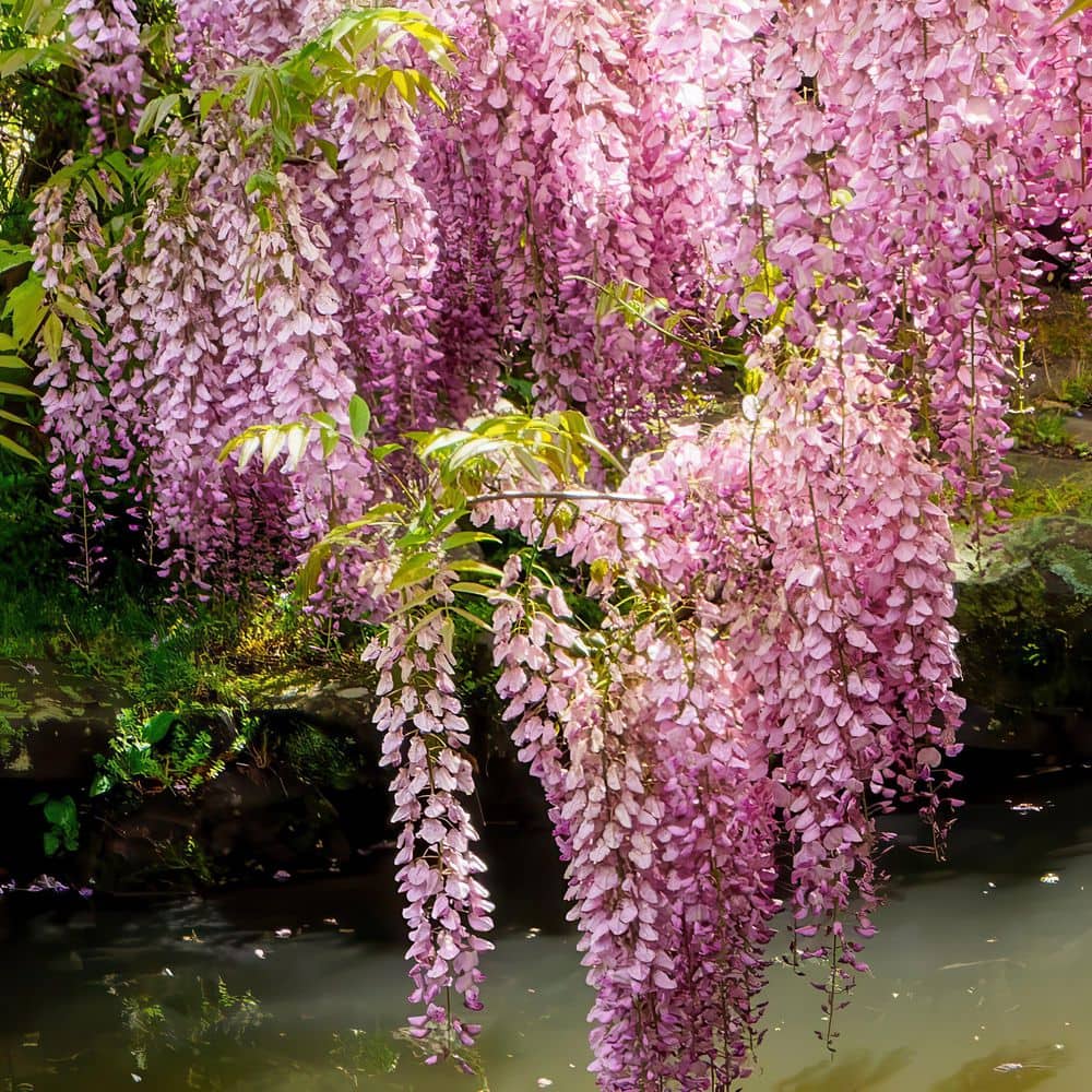 1 gal. Pink Wisteria Plant with Pink Flowers - Hercitys