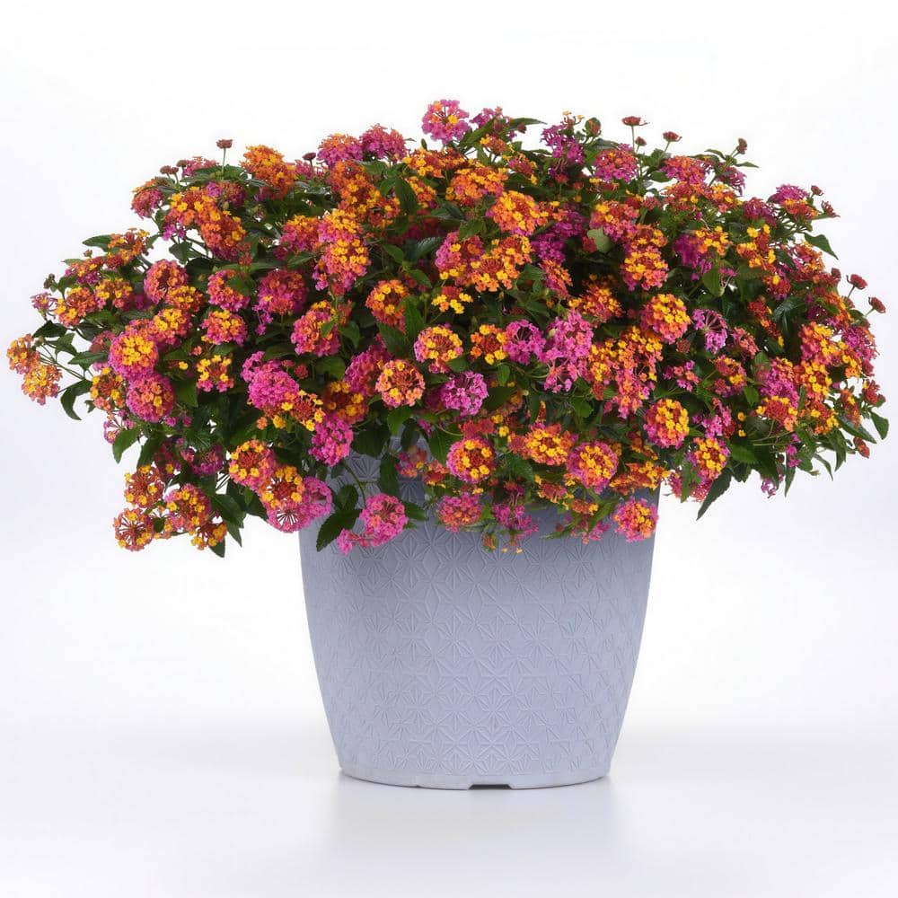 2.5 in. Lantana Bloomify Passion Fruit Plant (3-Pack) - Hercitys