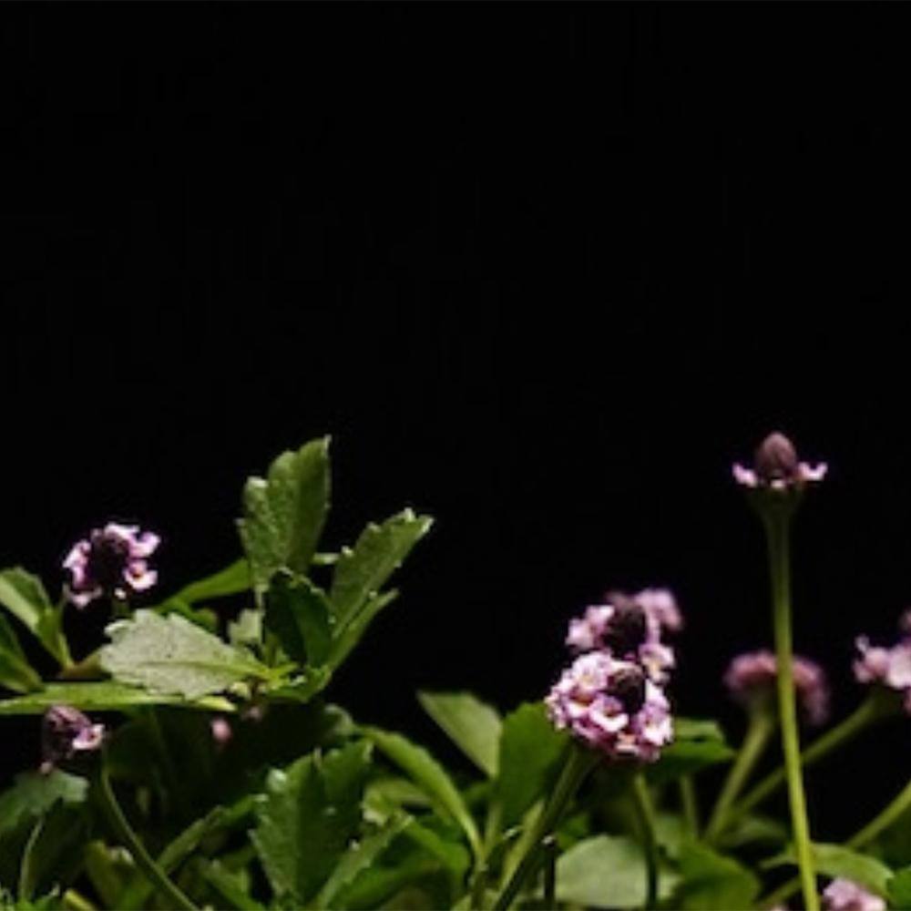 4 in. D x 3.5 in. H Non-Fragrant Turkey Tangle Frogfrui with White/Red/Pink Flowers (5-Pack) - Hercitys