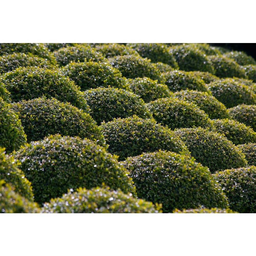 1 Gal. Green Velvet Boxwood Evergreen Shrub 2-Plants - Hercitys