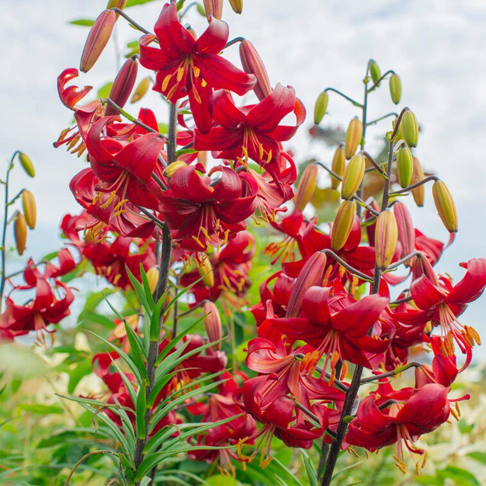 14 cm/16 cm, Asiatic Lily Red Velvet Flower Bulbs (Bag of 10) - Hercitys
