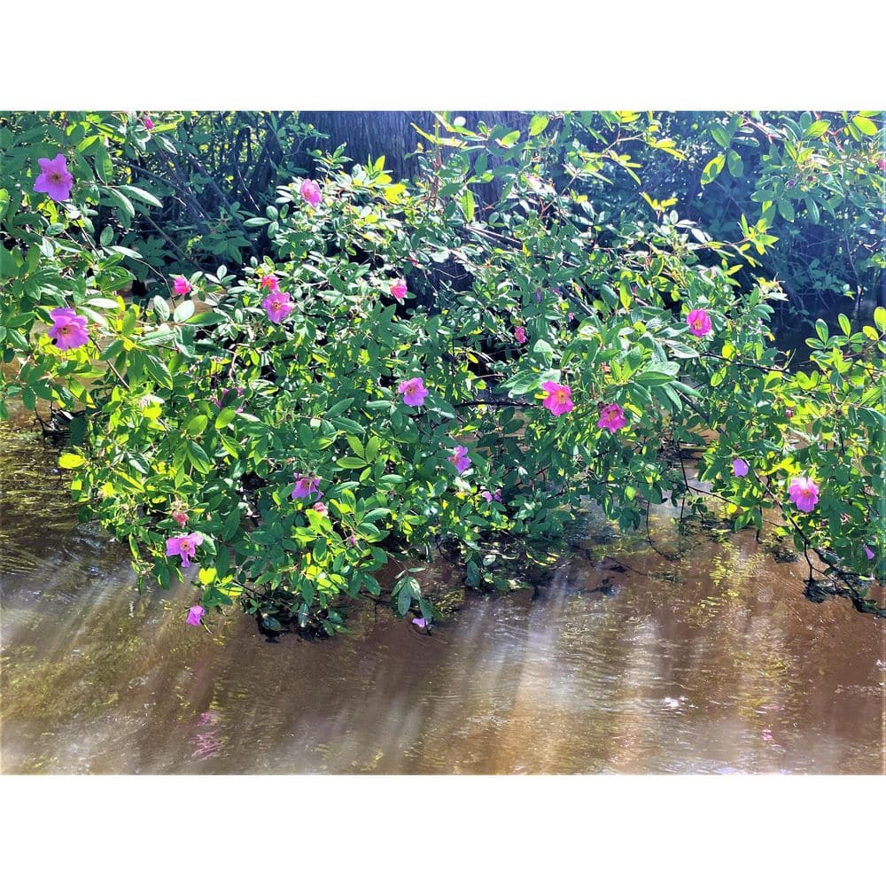1 gal. Wild Rose Flowering Native Shrub with Wetland Loving Pink Blossoms - Hercitys