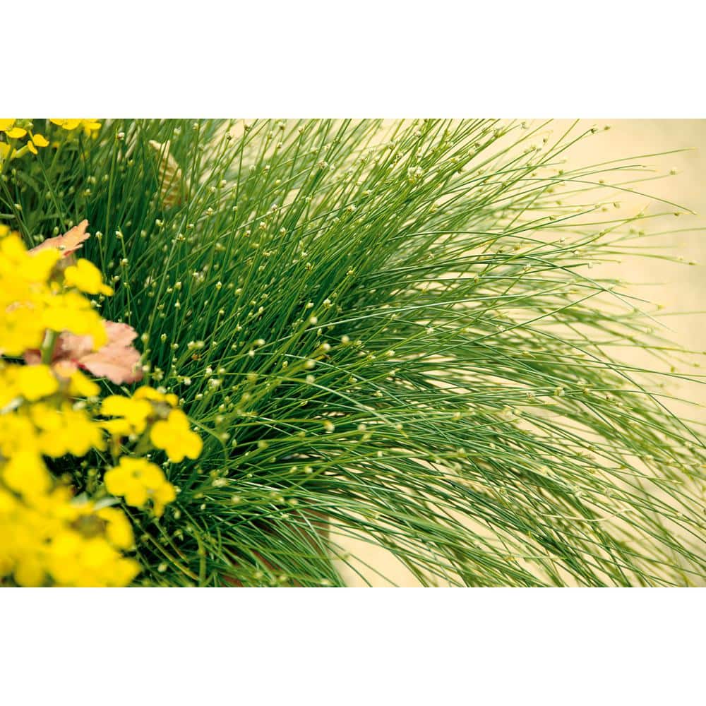 4.5 in. Qt. Graceful Grasses Fiber Optic Grass (Isolepsis) Live Plant, Green Foliage - Hercitys