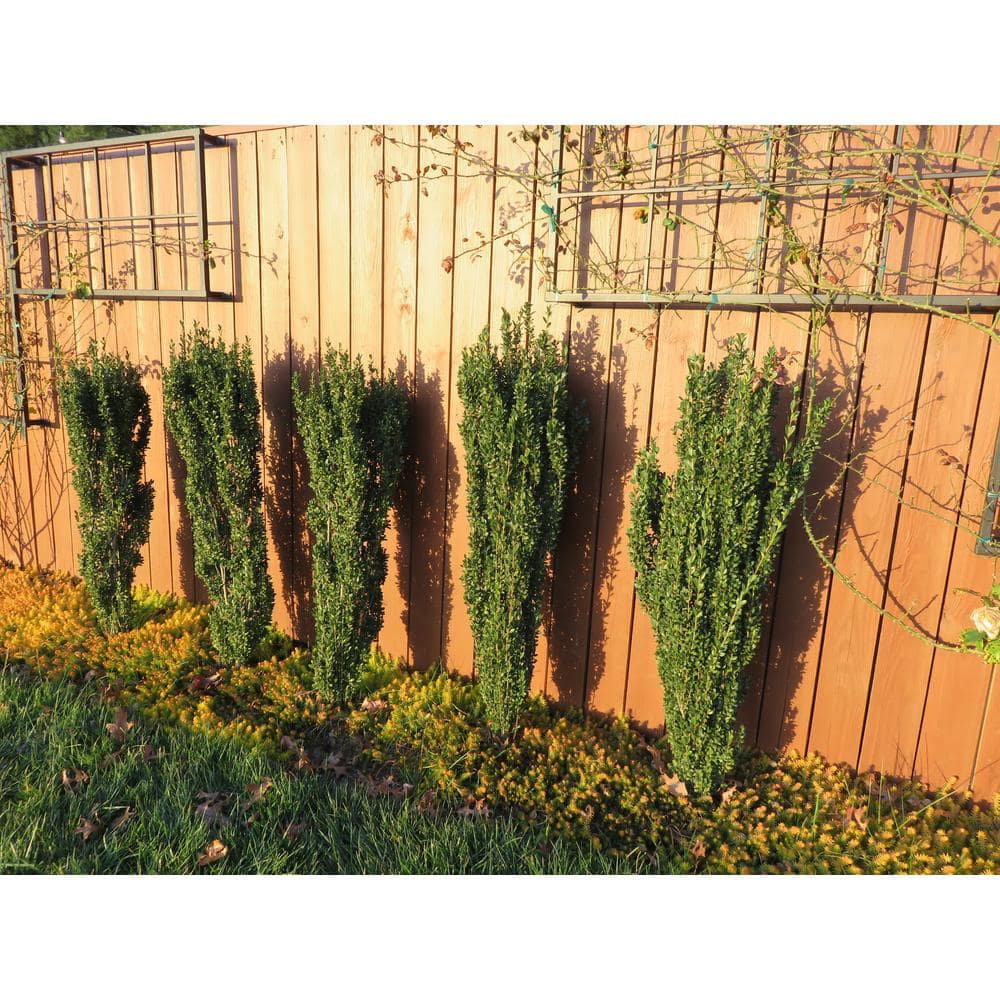 1 Gal. Sky Pencil Japanese Holly Shrub Columnar Evergreen Especially Elegant in Containers and as Hedges - Hercitys