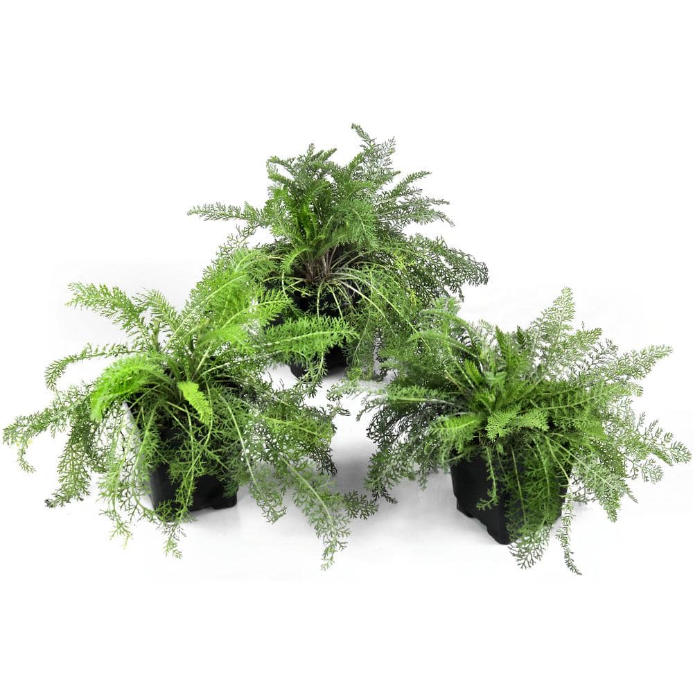 3.25 in. Desert Eve Rose Achillea Perennial Plant with Pin.k Flowers 3-Piece - Hercitys