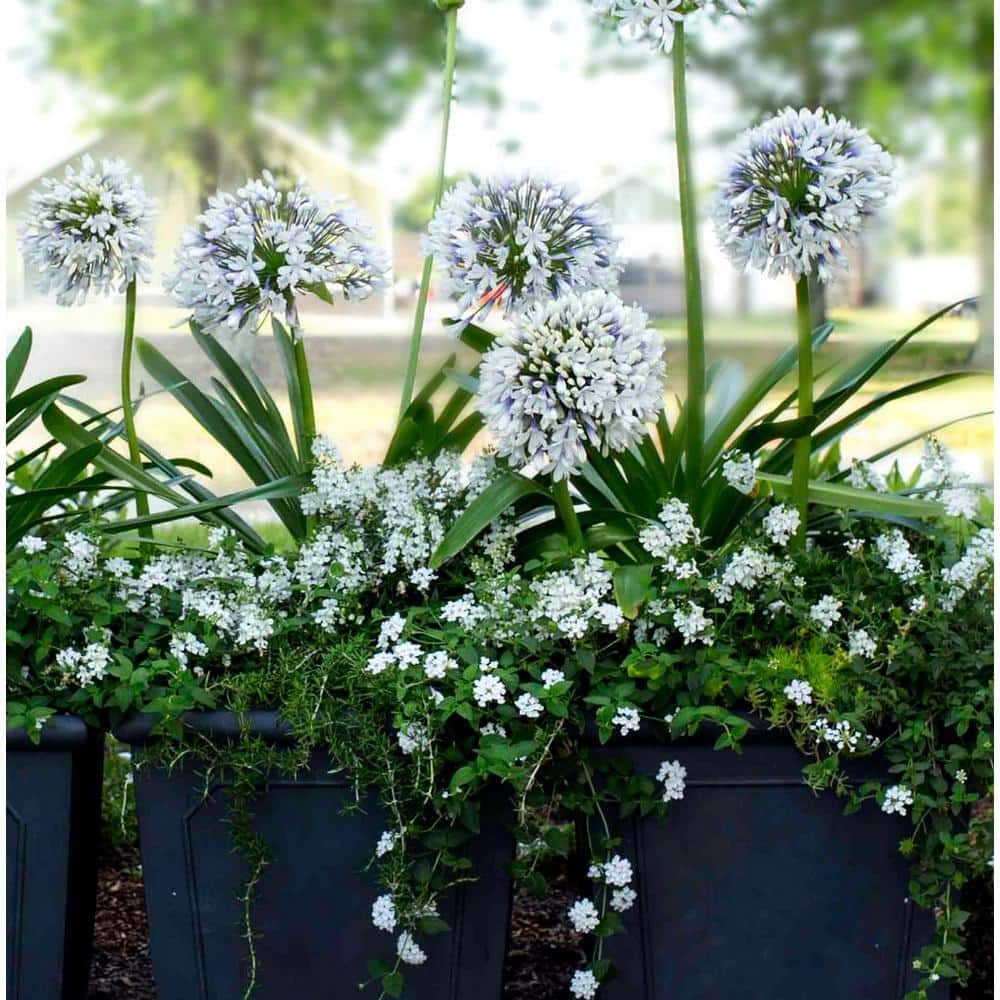 1.5 Gal. Queen Mum Agapanthus (Lily of the Nile) with White and Violet Bloom Clusters Live Perennial Plant - Hercitys