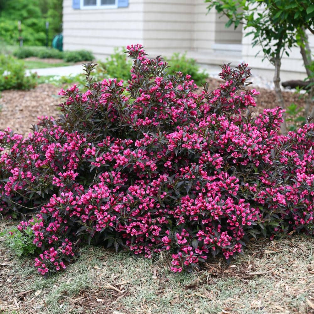 2 Gal. Spilled Wine Weigela Shrub with Bright Pink Flowers and Deep Purple Foliage - Hercitys