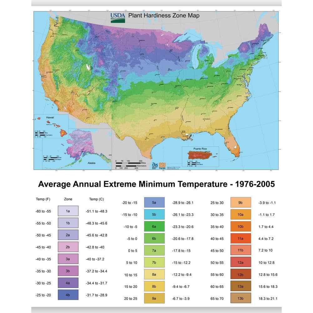 3.5 in. Aloe Vera Plant - Hercitys