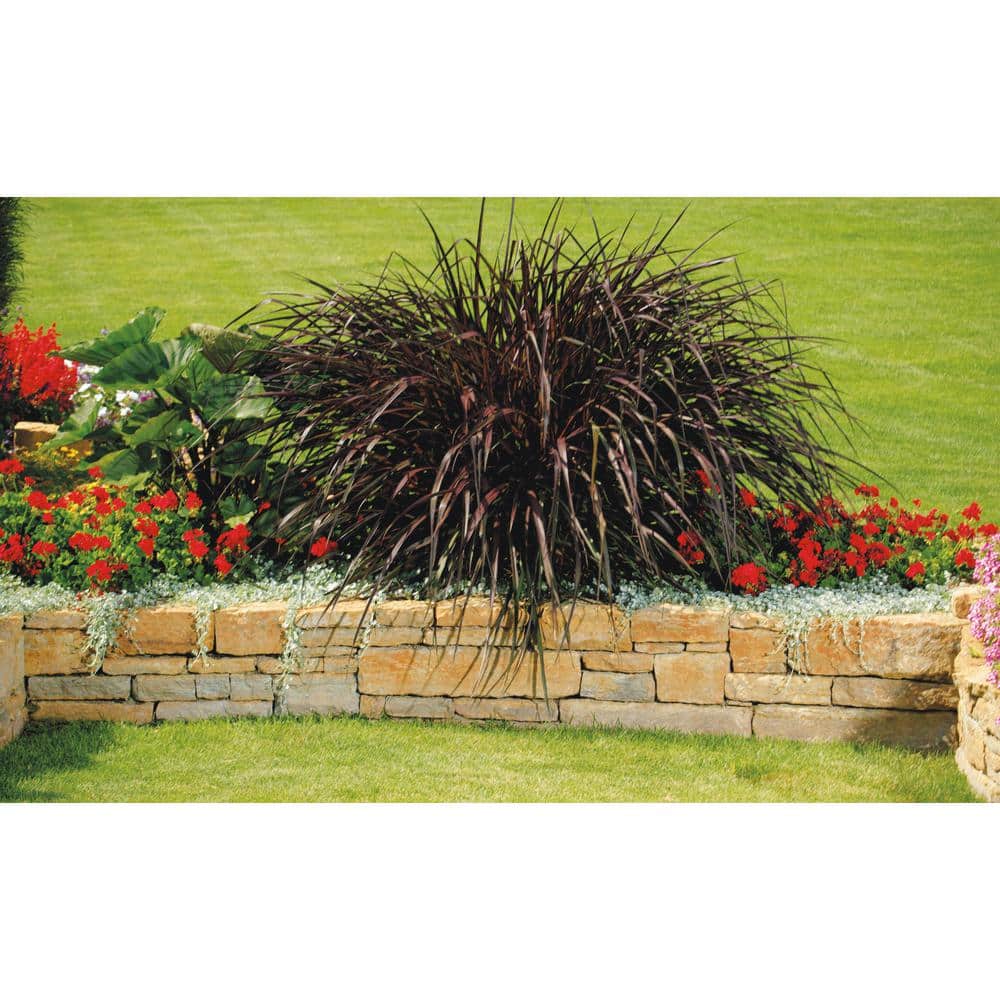 4.25 in. Eco+Grande Silver Falls (Dichondra) Live Plant, Silver-White Foliage ((4-Pack)) - Hercitys