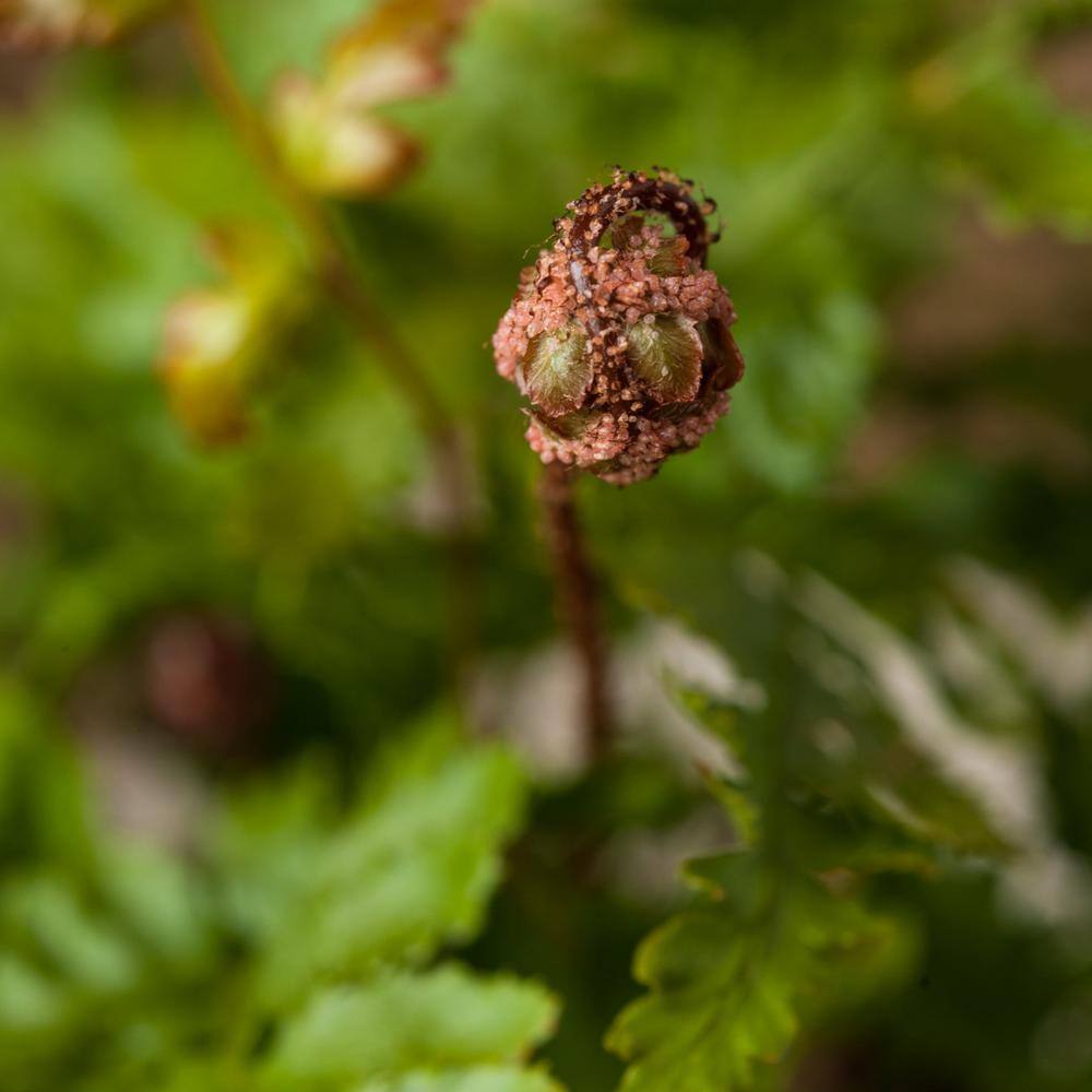 2.5 in. Autumn Fern Perennial Plant (3-Pack) - Hercitys